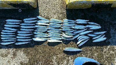 今年もマイワシの回遊を確認。うまく釣れまし…